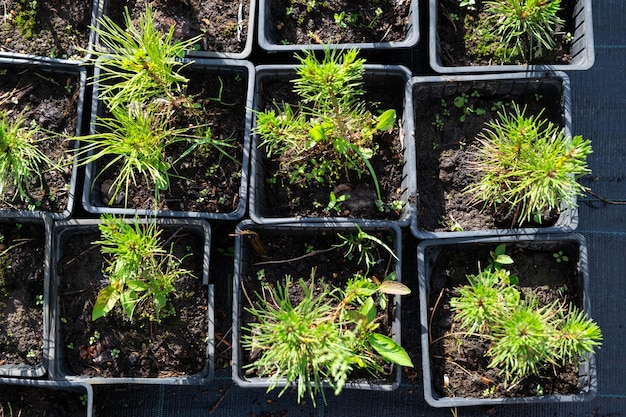 Viveiro de coníferas em vasos com raiz fechada para plantar na sua horta