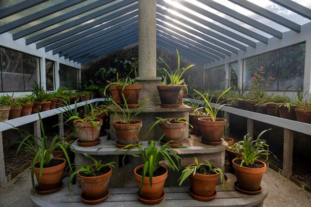 Viveiro de plantas em uma estufa de vidro