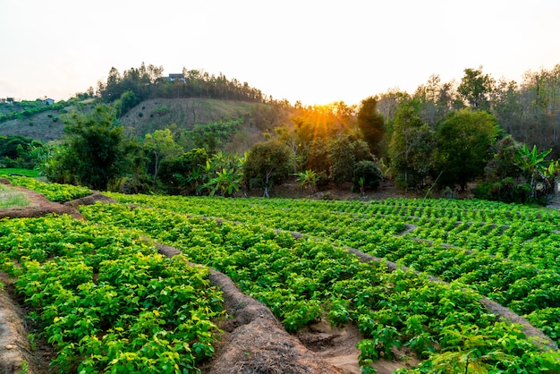 Viveiro de plantas na montanha