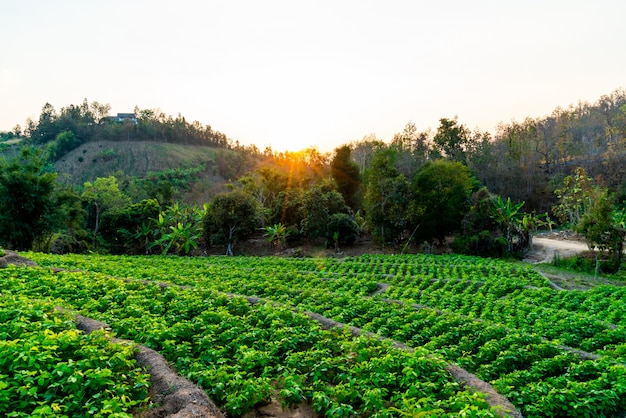 viveiro de plantas na montanha