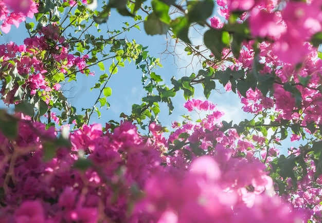 Vivendo a vida em flor