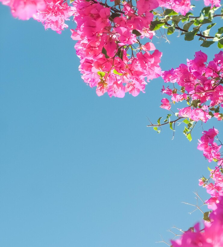 Foto vivendo a vida em flor