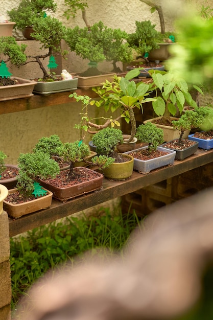 Vivero de bonsais con variedad de especies