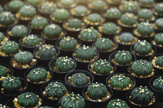 Vivero cactus árbol interior jardín