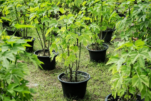 Vivero de papaya bebé recién nacido en florero de plástico para jardín de hierbas