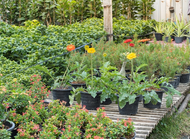 Un vivero para plantar flores en el jardín de flores.