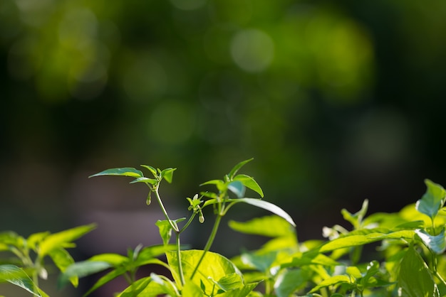 Vivero de plantas y huerta orgánica para una alimentación saludable. Enfoque selectivo en jóvenes hojas verdes exuberantes por agricultura ecológica. Muy poca profundidad de campo.