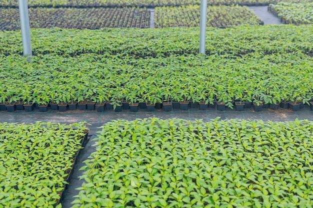 Vivero de plantas de invernadero. Plántulas de primavera, plantas jóvenes en crecimiento.