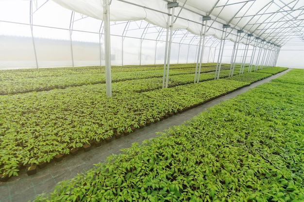 Vivero de plantas de invernadero. Plántulas de primavera, plantas jóvenes en crecimiento.