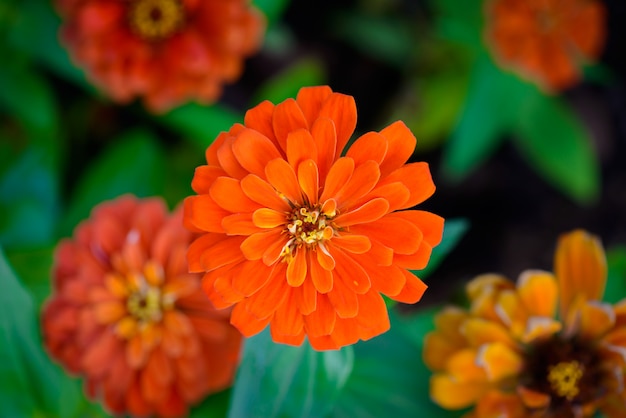 Vivid close up Zinnia flor