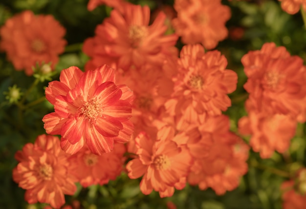 Vivid naranja cosmos flores en el jardín, vista superior