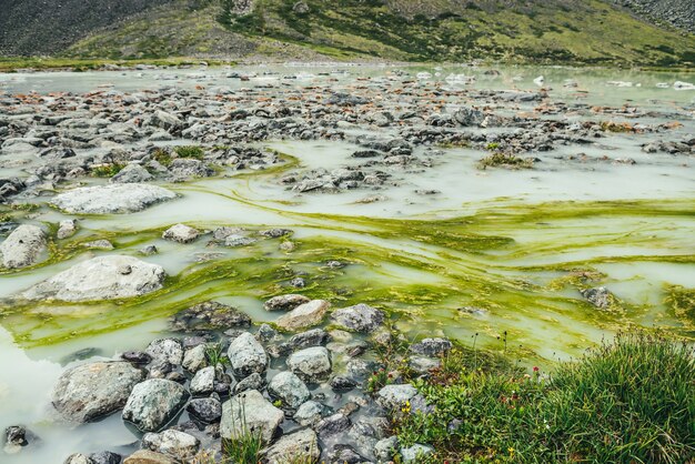 Vívida paisagem alpina com grama verde e belas flores entre pedras no lago de montanha alagado. Cenário montanhoso brilhante com flora selvagem das terras altas. Vista panorâmica para as plantas do lago de montanha.