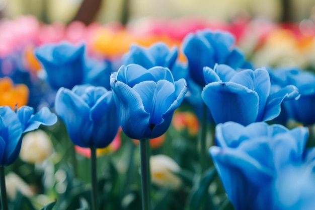 Foto los vividos tulipanes azules en flor de primer plano una impresionante escena de primavera