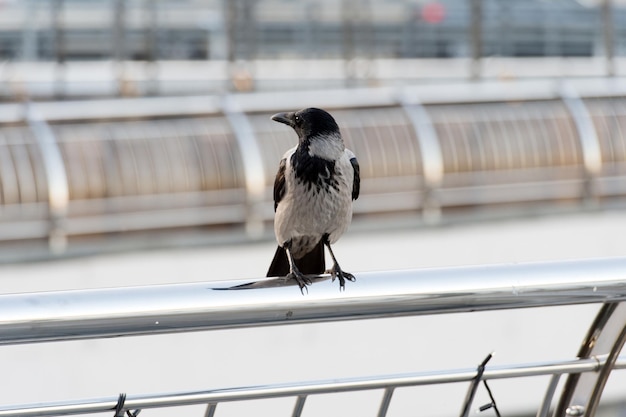 Viviendo en selvas urbanas. Cuervo negro sentarse en la barandilla en busca de comida. Fondo defocused de la cerca de aluminio del ritmo del gran cuervo urbano. Pájaro en la gran ciudad. Símbolo de mala suerte y muerte. Simboliza la inteligencia.