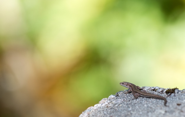 Vivipare Eidechse, Zootoca vivipara, ruht auf einem Felsen