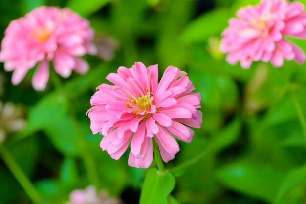 Vivo de cerca flor de Zinnia