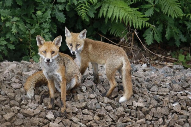 Vixen y uno de sus cachorros en un embalse de ferrocarril