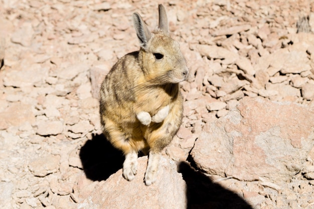 Vizcacha sureña de Bolivia. Fauna boliviana