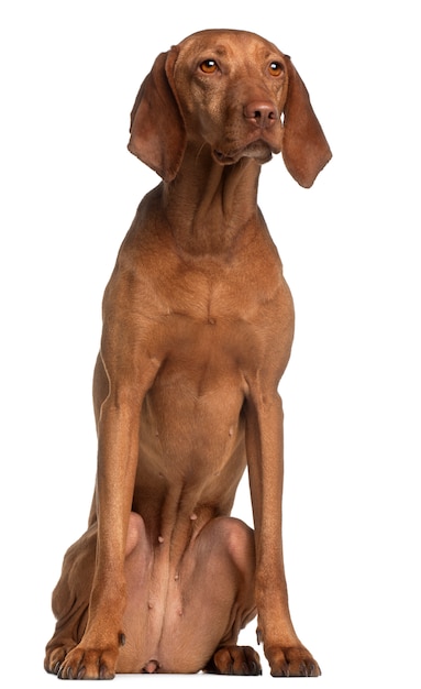 Vizsla, 2 Jahre alt, sitzend