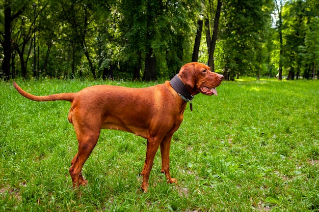 Vizsla en el parque se encuentra en posición de caza