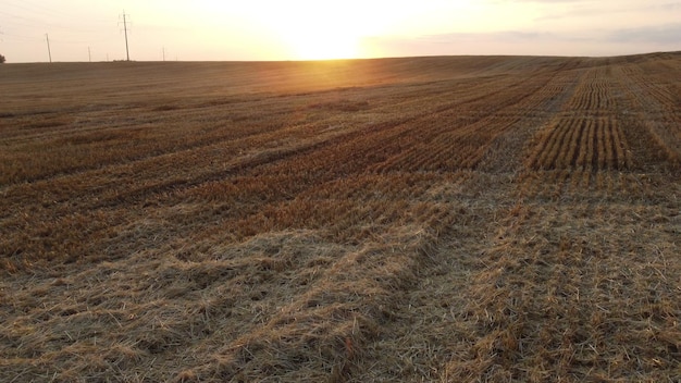 Voando sobre caules de trigo cortados ao pôr-do-sol amanhecer no verão sol no horizonte pilhas de palha campo