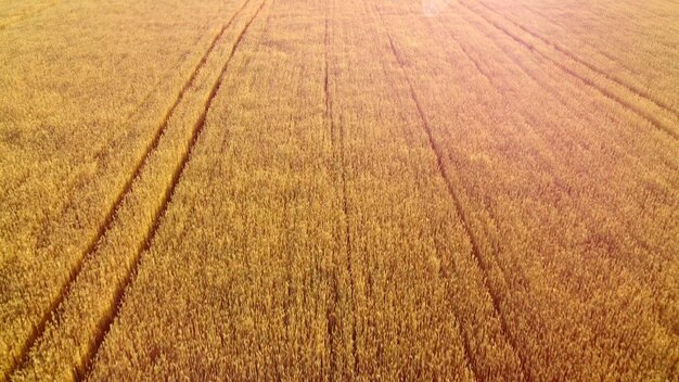 Voando sobre o campo de fundo natural de trigo maduro amarelo