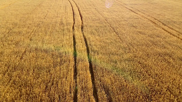 Voando sobre o campo de trigo maduro amarelo ao pôr do sol fundo natural