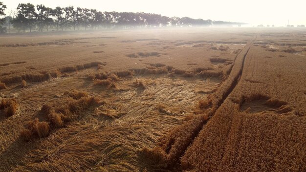 Voando sobre um campo de trigo em uma manhã de verão.