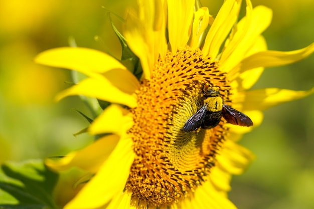 Voar bumble o néctar do beefind no girassol em um dia brilhante do céu.