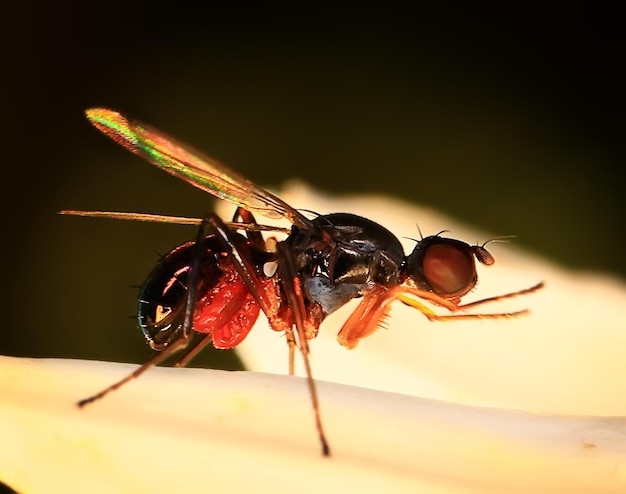 voar foto macro close-up mosca da casa