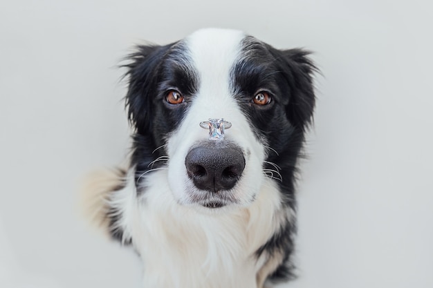 Você quer se casar comigo. Retrato engraçado do filhote de cachorro fofo border collie segurando a aliança no nariz isolado no branco