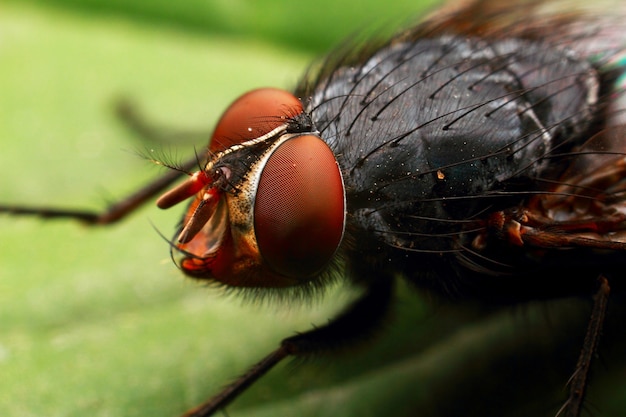 Voe com olhos vermelhos, pequeno inseto macro.