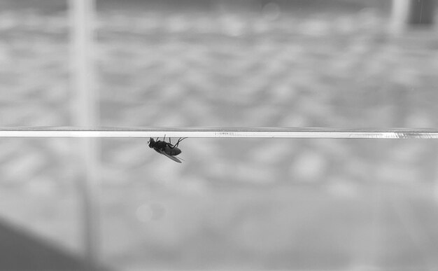 Voe de perto vista fotografia em preto e branco