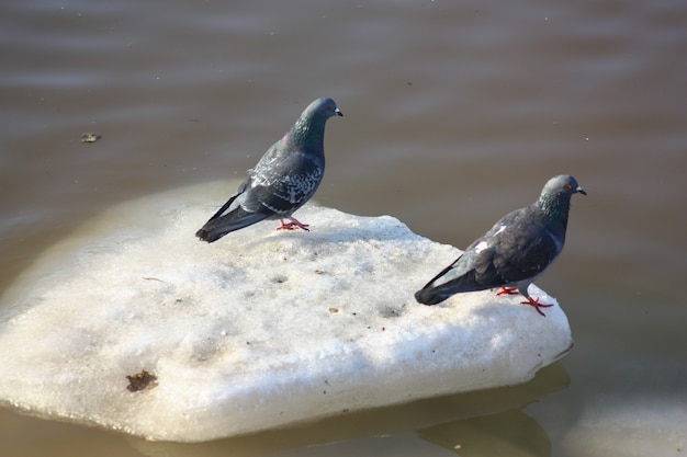 Vögel am Fluss