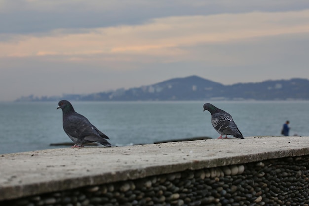 Vögel am Seepier bei düsterem Wetter.