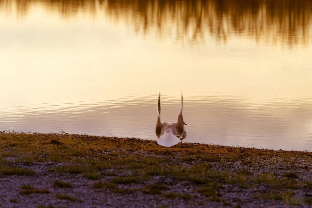 Foto vögel am seeufer