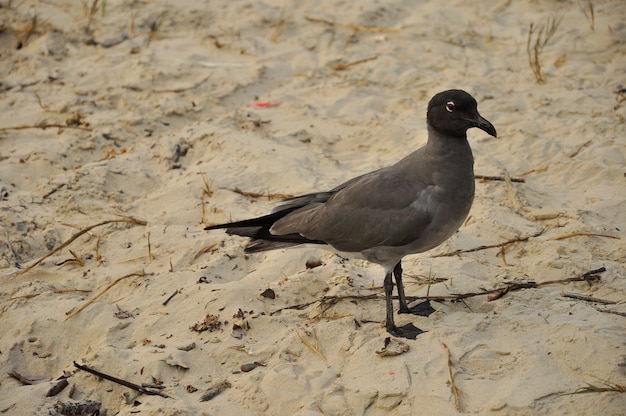 Vögel am Strand auf den Galapagos-Inseln