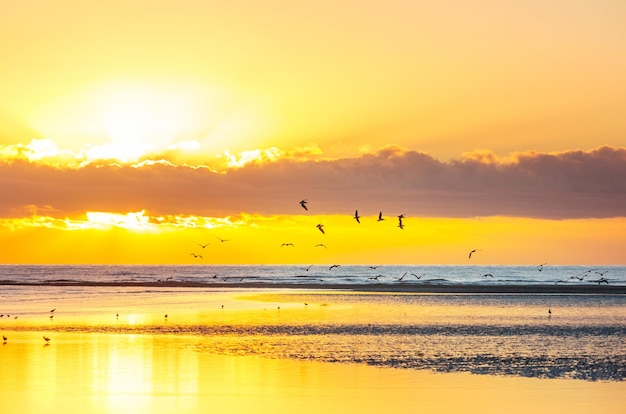 Foto vögel am strand