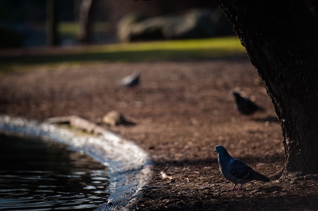 Vögel am Ufer des Teiches im Stadtpark.