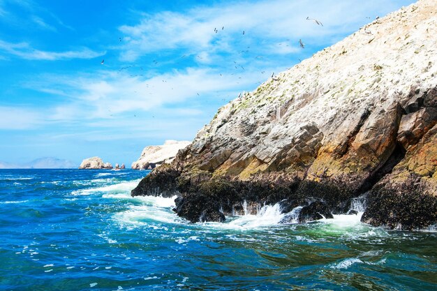 Vögel auf der Insel Ballestas ParacasPisco PeruxAxA