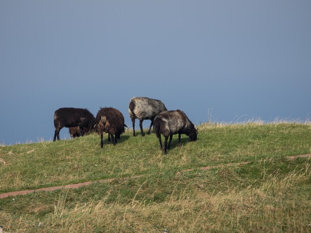 Vögel auf der Insel Helogland