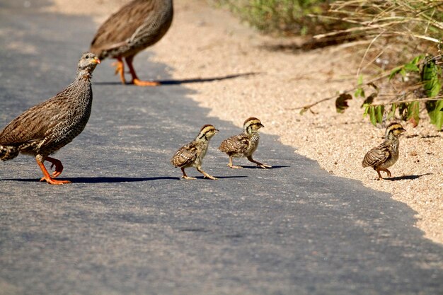 Foto vögel auf der straße