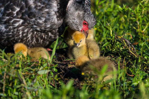 Vögel auf einem Feld