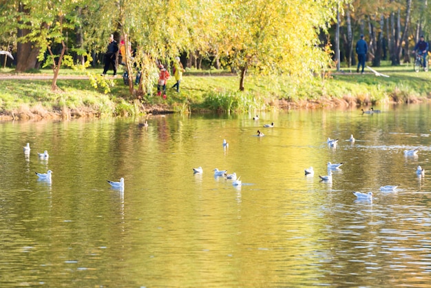 Vögel auf einem See im Herbstpark