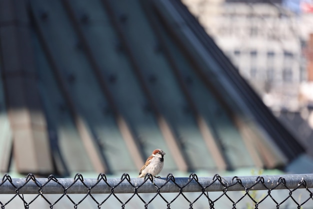 Vögel auf einem Zaun in Salt Lake City, Utah