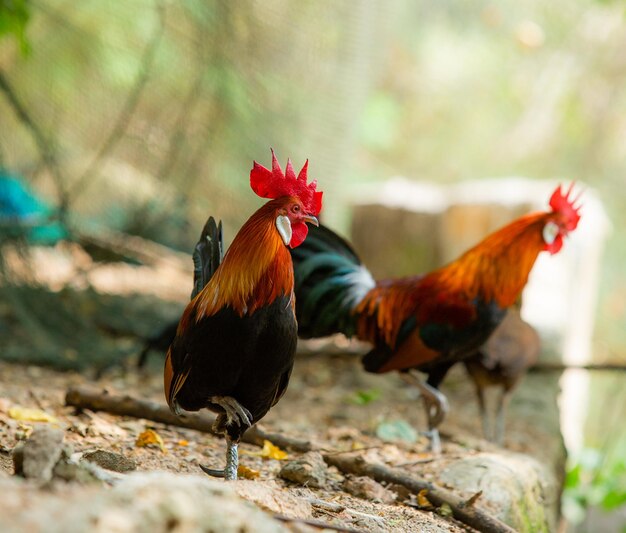 Foto vögel auf einer farm