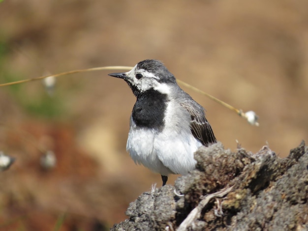 Foto vögel auf erstaunlich schöner natur