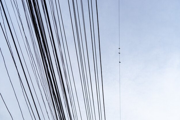 Vögel, die auf elektrischem draht mit klarem blauem himmel im hintergrund sitzen.