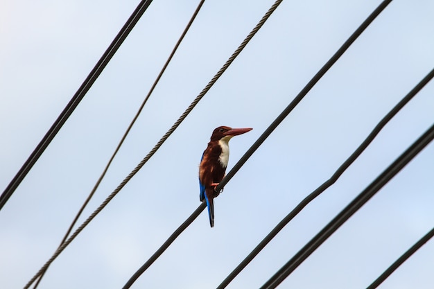 Vögel, die auf Stromleitungen über klarem Himmel sitzen