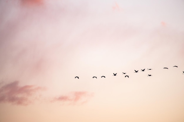 Foto vögel fliegen am himmel